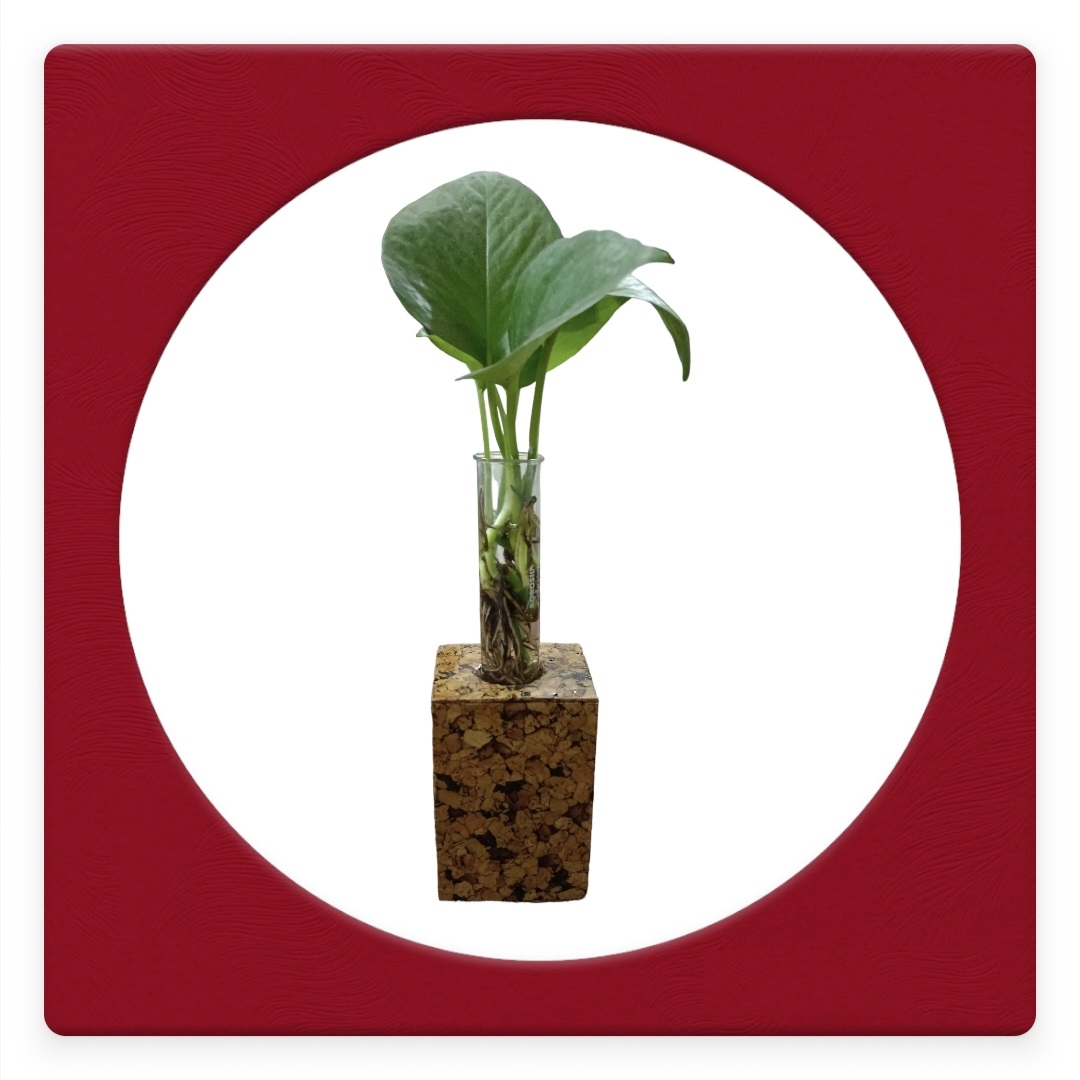 Cork Planter 7